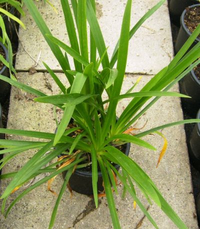 Agapanthus umbellatus 'OVATUS' AGUMOV-I-8051838026405