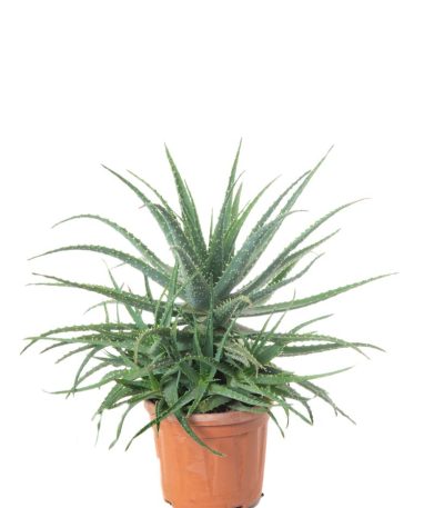 Aloe arborescens ALAR-I-8051838028904