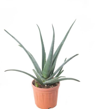 Aloe vera ALVE-I-8051838028959