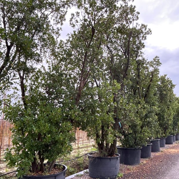 Arbutus unedo