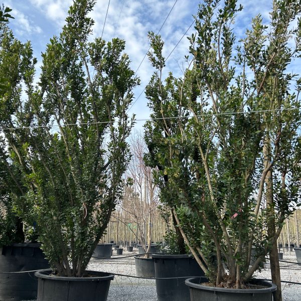 Arbutus unedo