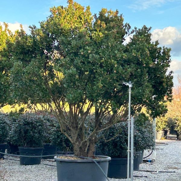 Arbutus unedo ARUNMULTI-I-8051838488654