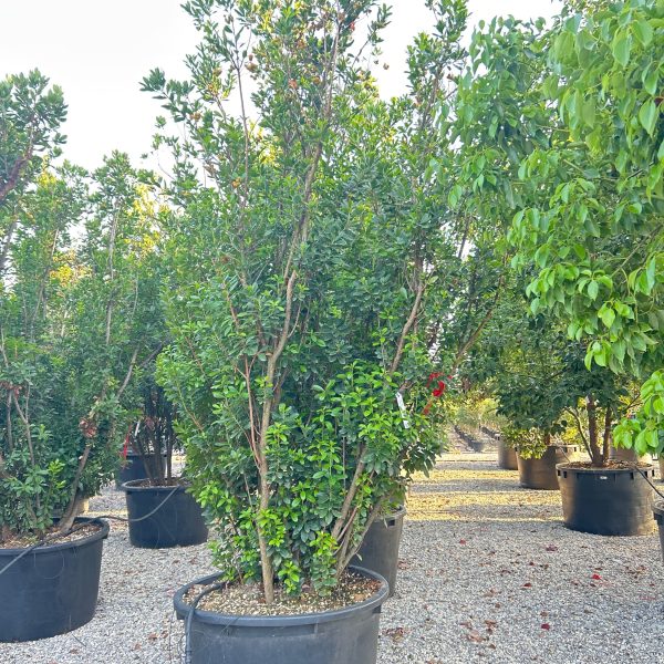 Arbutus unedo