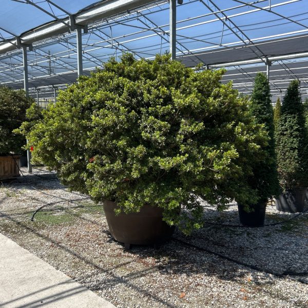Azalea japonica 'PURPLE SPLENDOUR' AZJAPUSP-I-8051838737769