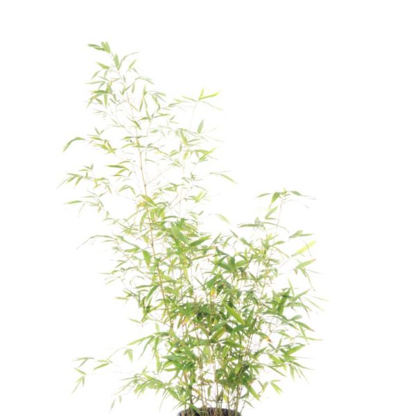 Bambusa phyllost 'AUREA'