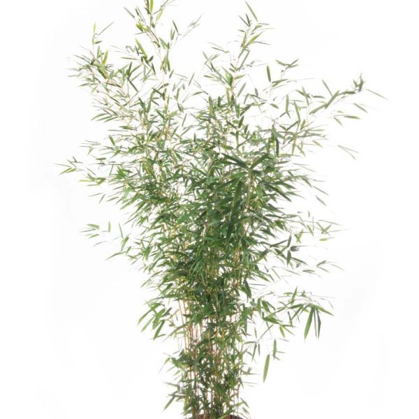 Bambusa phyllost 'AUREOSUL. AUREOCAULIS' BAPHAUAU-I-8051838344646