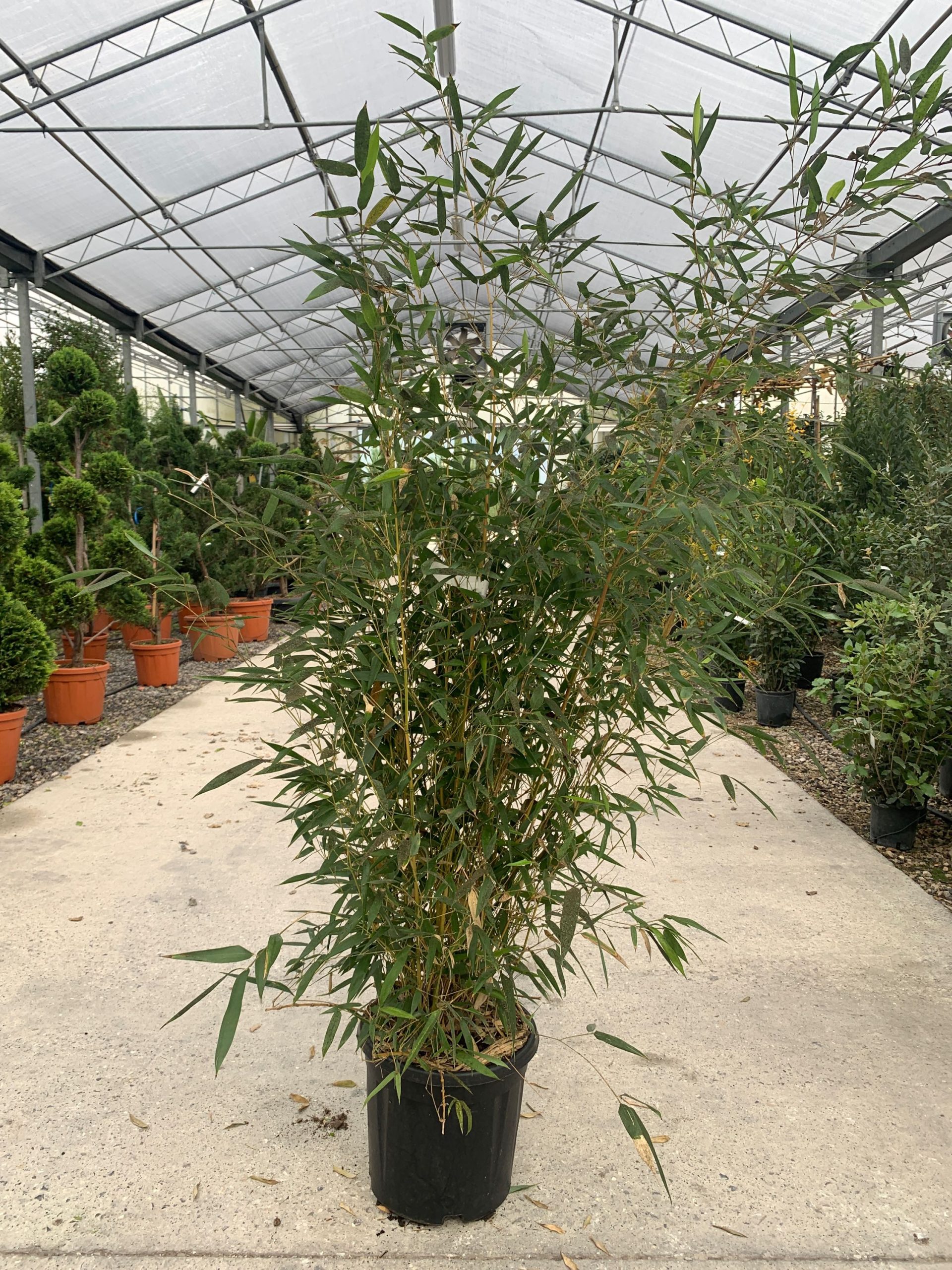BAPHAUSP-I-8051838037364 Bambusa phyllost 'AUREOSUL. SPECTABILIS' BAPHAUSP-I-8051838037364