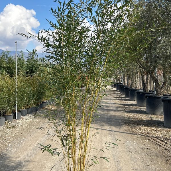 Bambusa phyllost 'AUREOSUL. SPECTABILIS'