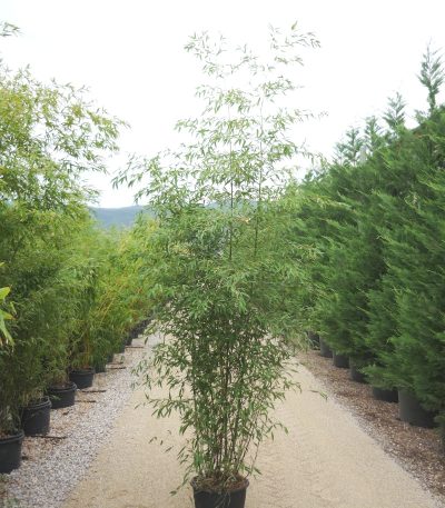 Bambusa phyllost 'NIGRA' BAPHNI-I-8051838038712