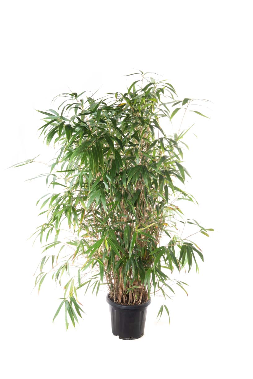 BAPSJA-I-8051838671384 Bambusa pseudosasa 'JAPONICA' BAPSJA-I-8051838671384