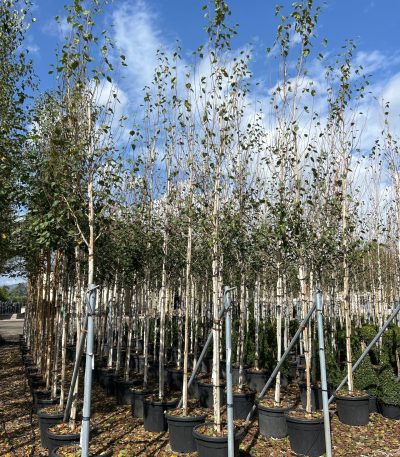 Betula jacquemontii BEJA-I-8051838569209