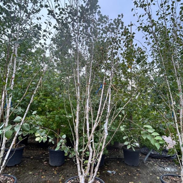 Betula jacquemontii BEJAMULTI-I-8051838040838