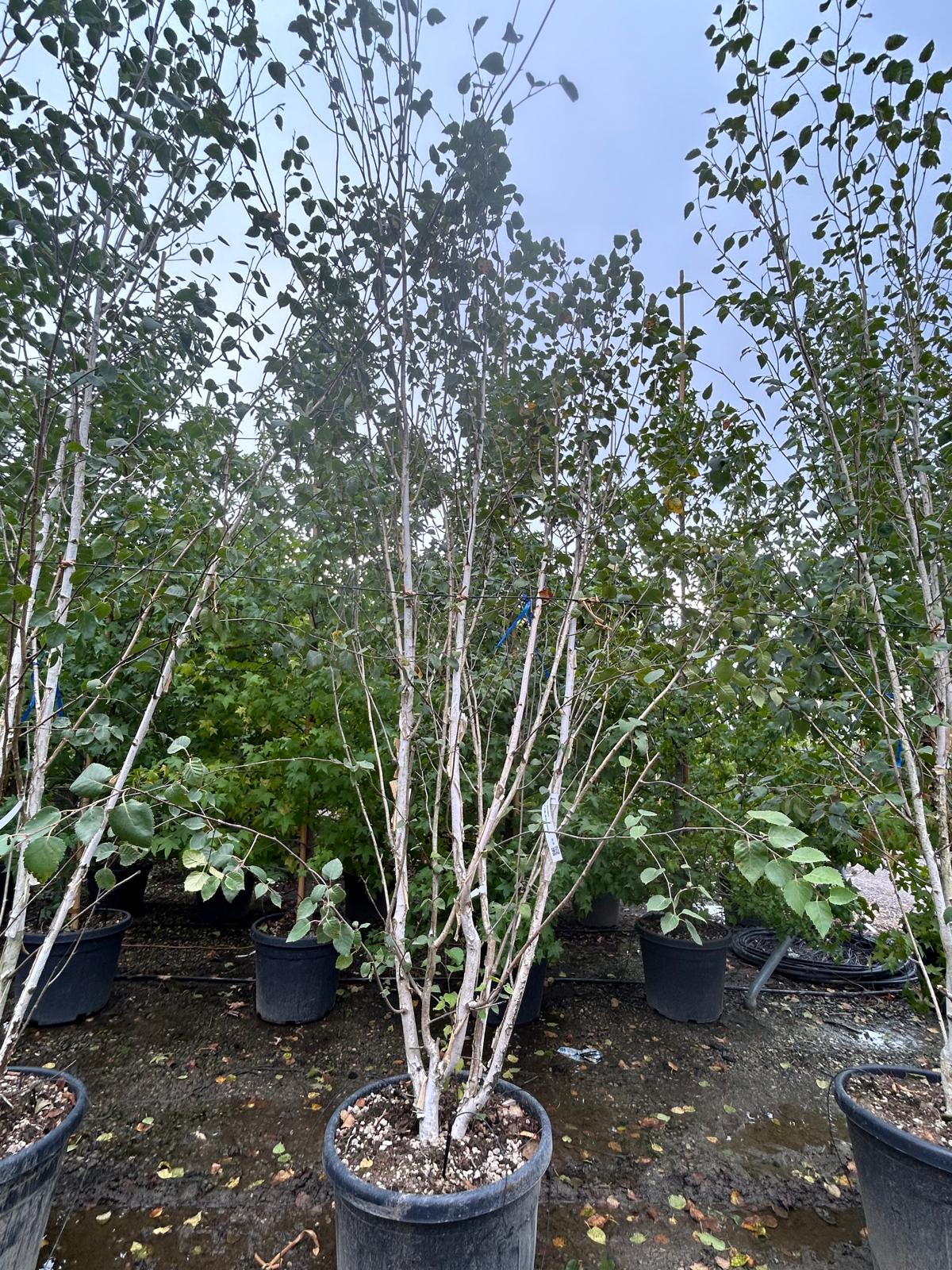 BEJAMULTI-I-8051838040838 Betula jacquemontii BEJAMULTI-I-8051838040838