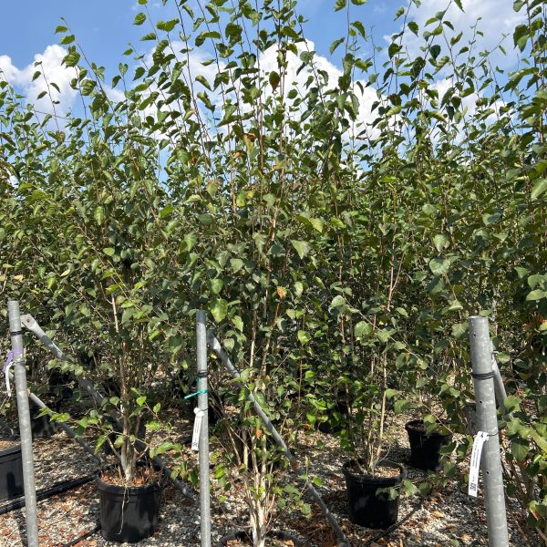 Betula jacquemontii