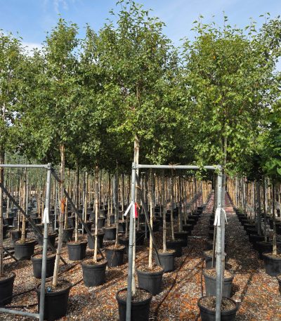 Betula pendula 'MAGICAL' BEPEMA-I-8051838748895