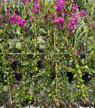 Bougainvillea glabra 'SANDERIANA' BOGLSA-I-8051838042801