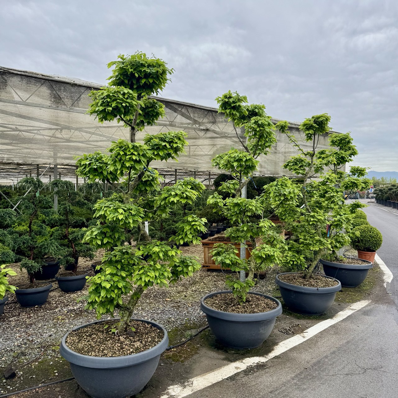 CABEBONSAI-I-8051838590548 Carpinus betulus CABEBONSAI-I-8051838590548