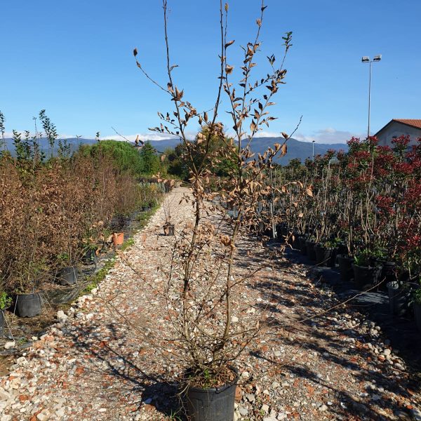 Carpinus betulus