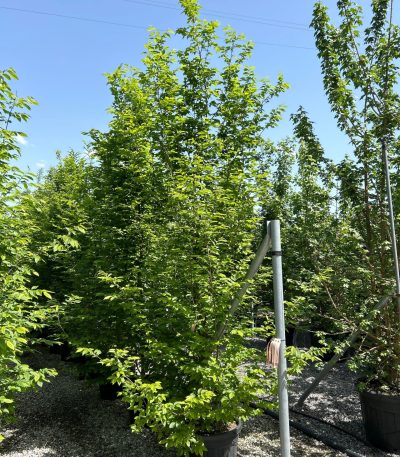 Carpinus betulus CABEMULTI-I-8051838338843