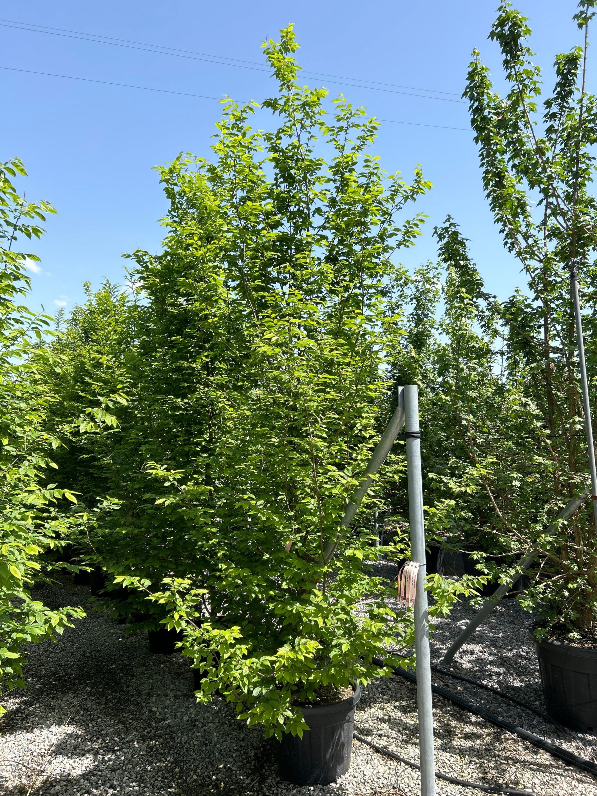 CABEMULTI-I-8051838338843 Carpinus betulus CABEMULTI-I-8051838338843