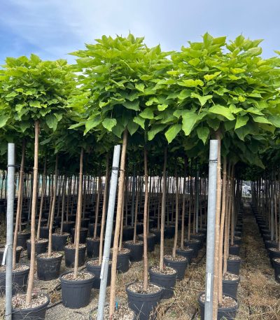 Catalpa bungei CABU-I-8051838048803