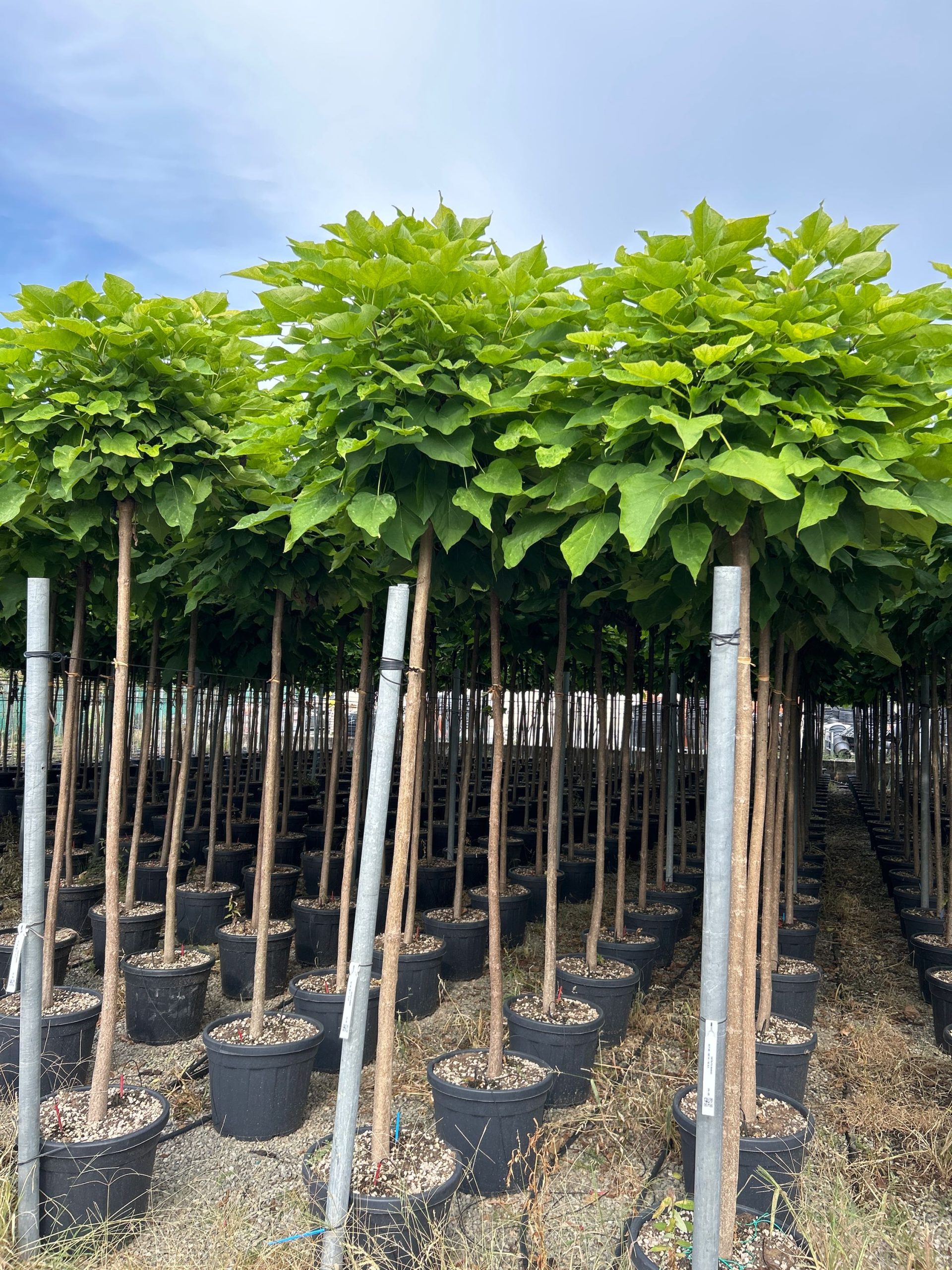 CABU-I-8051838048803 Catalpa bungei CABU-I-8051838048803
