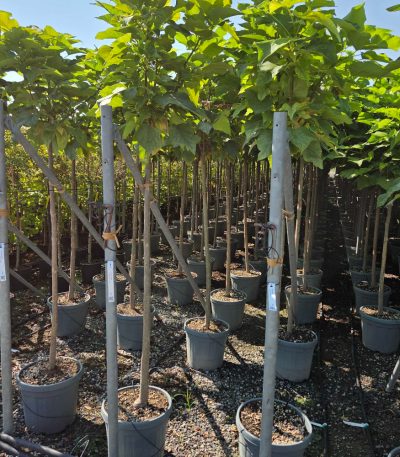 Catalpa bungei CABUST-I-8051838734775