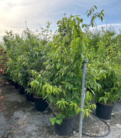 Calycanthus praecox CAPR-I-8051838435078