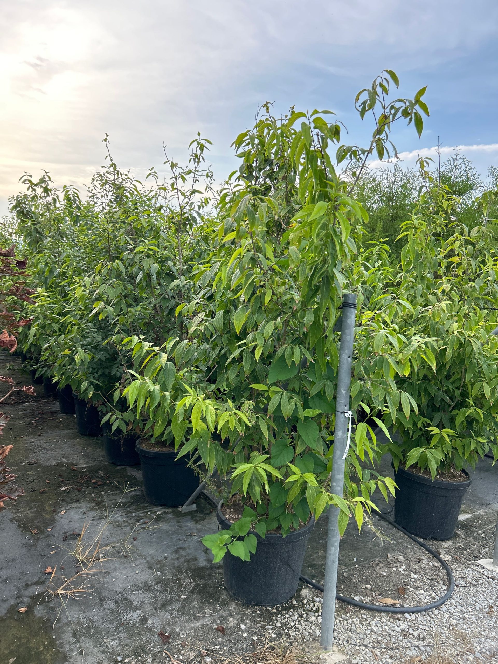 CAPR-I-8051838435078 Calycanthus praecox CAPR-I-8051838435078