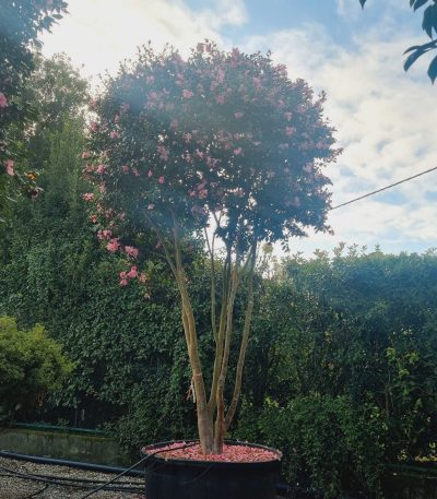 Camellia sasanqua 'CLEOPATRA-ROSA' CASACLMULTI-I-8051838630107
