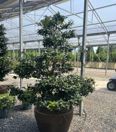 Camellia sasanqua 'KANTSUBAKI SHISHIGASHIRA-ROSA' CASAKASHBONSAI-I-8051838747829