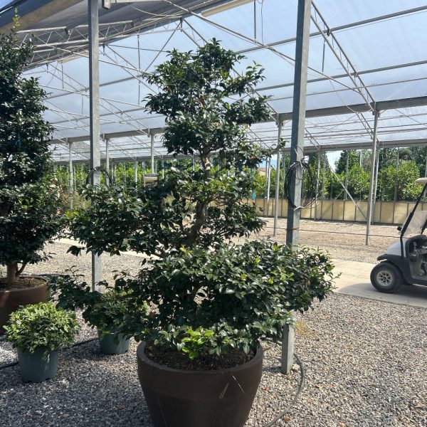 Camellia sasanqua 'KANTSUBAKI SHISHIGASHIRA-ROSA' CASAKASHBONSAI-I-8051838747829