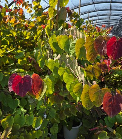 Cercis canadensis 'ETERNAL FLAME' CECAETFL-I-8051838733075