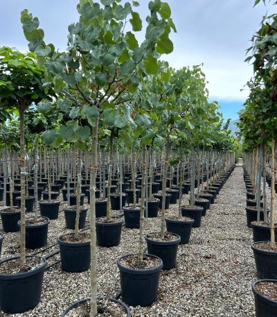 Cercis canadensis 'TEXAS WHITE' CECATEWHST-I-8051838604290