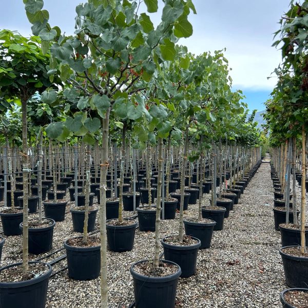 Cercis canadensis 'TEXAS WHITE' CECATEWHST-I-8051838604290