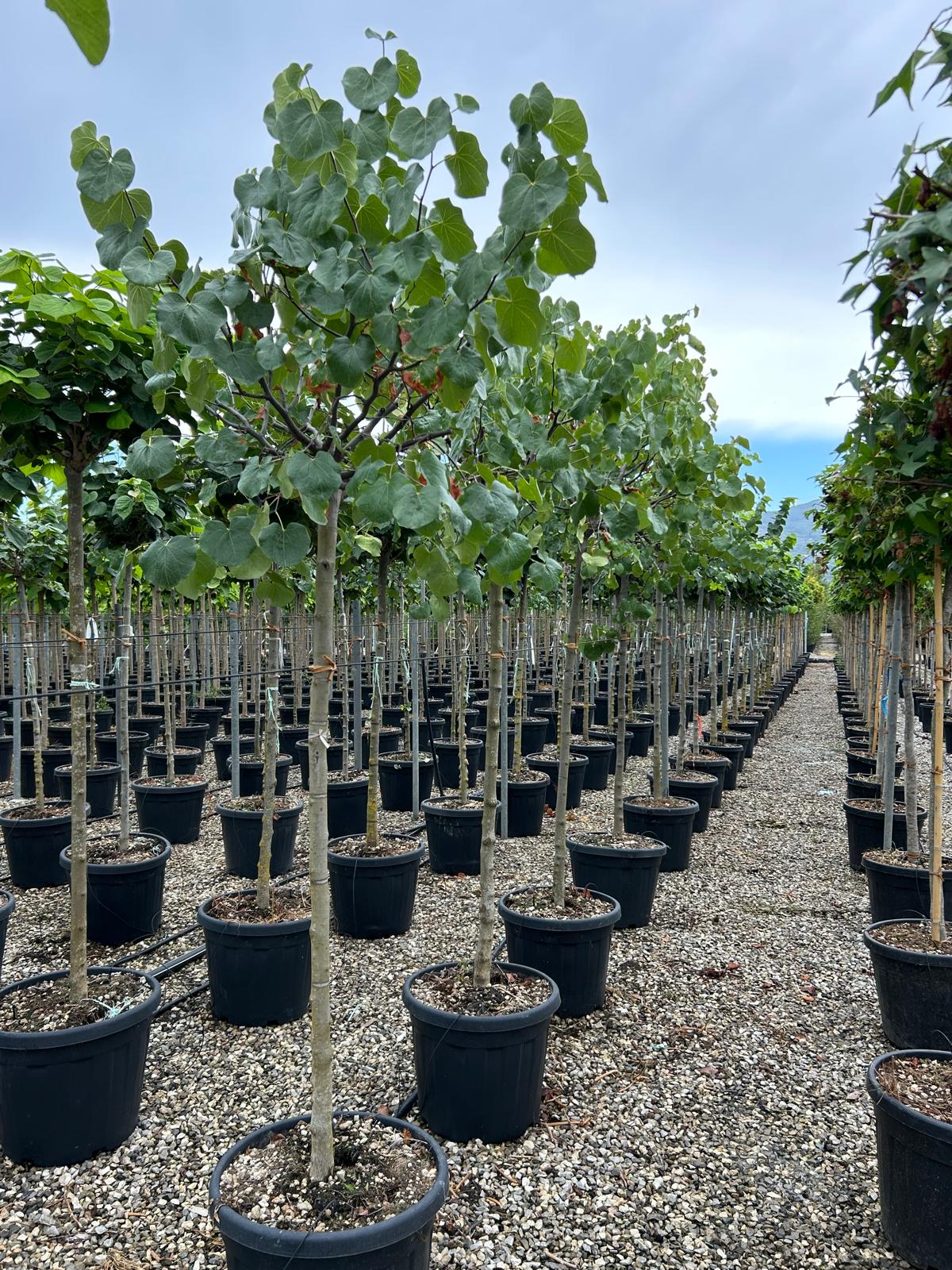 CECATEWHST-I-8051838604290 Cercis canadensis 'TEXAS WHITE' CECATEWHST-I-8051838604290