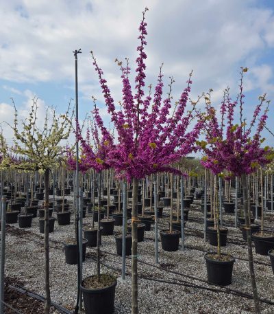 Cercis chinensis 'AVONDALE' CECHAVST-I-8051838604153
