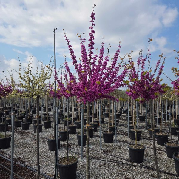 Cercis chinensis 'AVONDALE' CECHAVST-I-8051838604153
