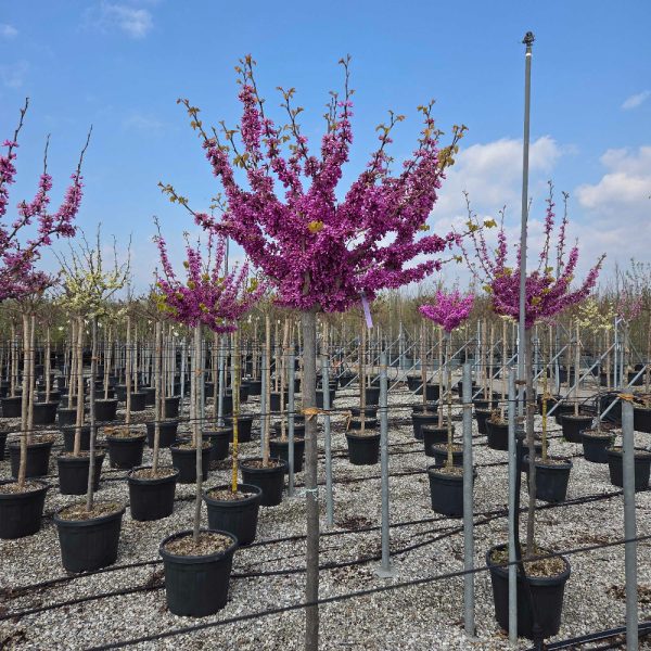 Cercis chinensis 'AVONDALE'