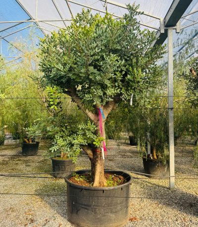 Ceratonia siliqua CESIST-I-8051838638066