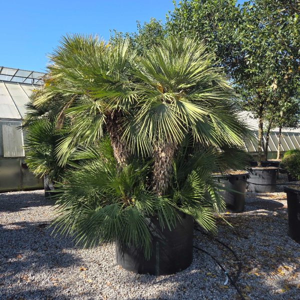 Chamaerops humilis (palma – Večdebelno)