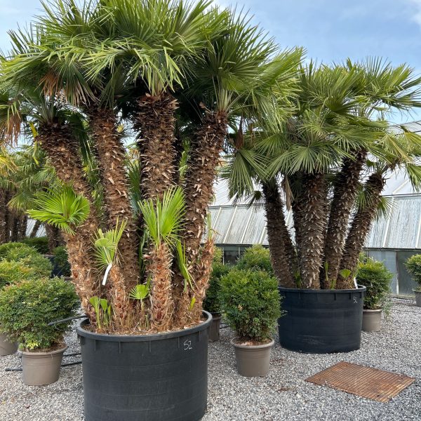 Chamaerops humilis CHHUMULTI-I-8051838488975
