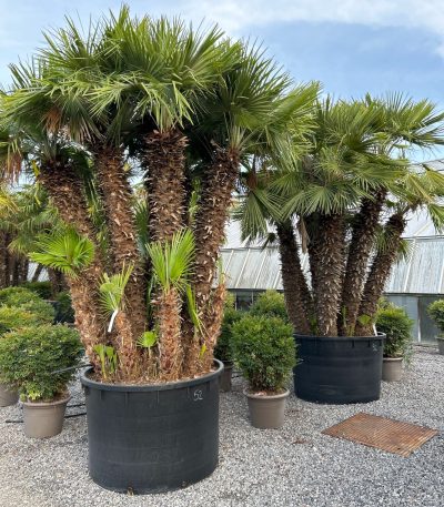 Chamaerops humilis CHHUMULTI-I-8051838488975