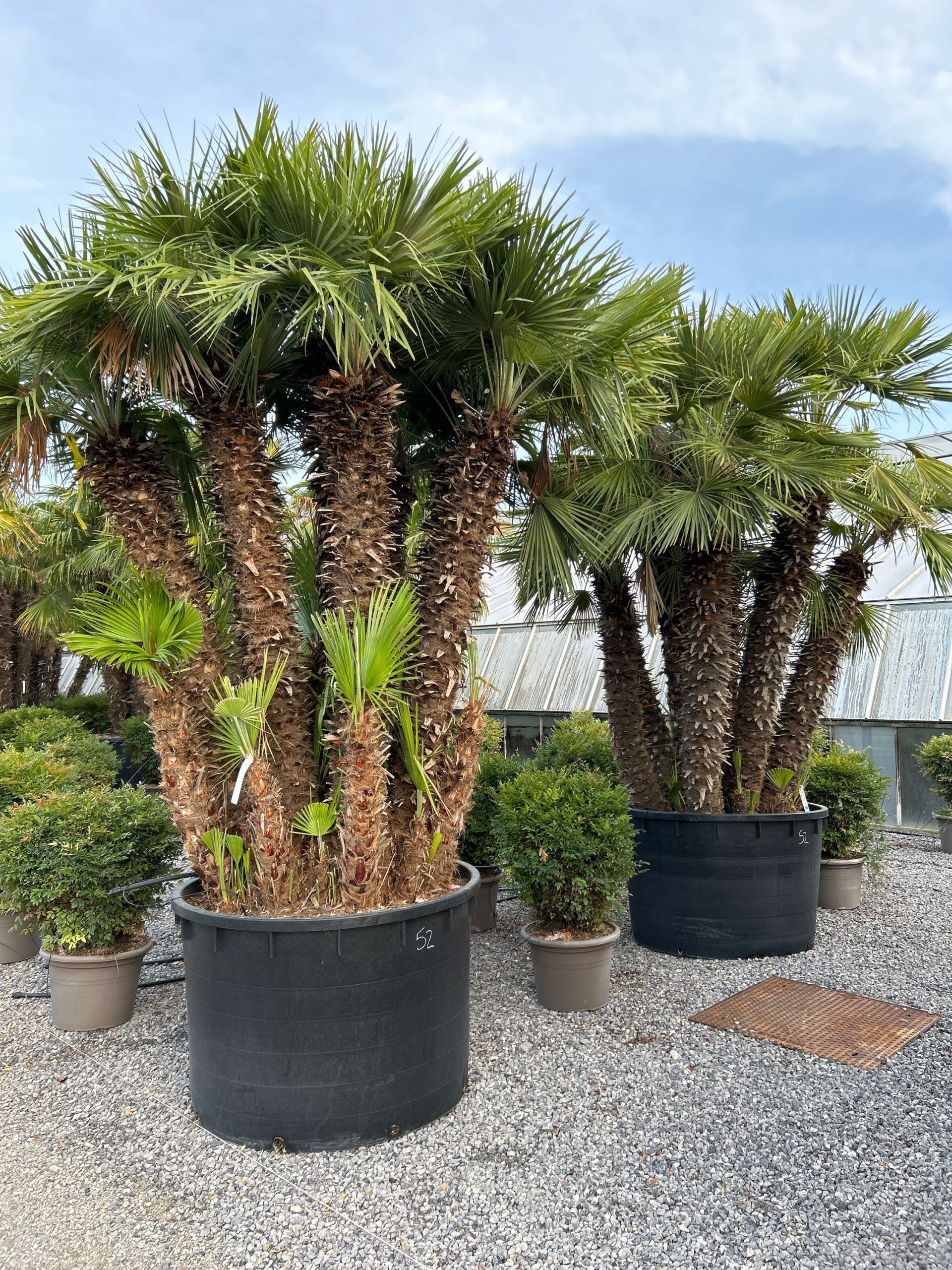 CHHUMULTI-I-8051838488975 Chamaerops humilis CHHUMULTI-I-8051838488975