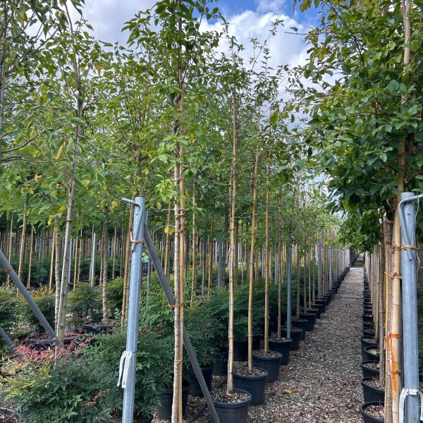 Chionanthus retusus