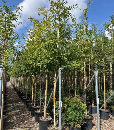 Chionanthus retusus CHRE-I-8051838417203