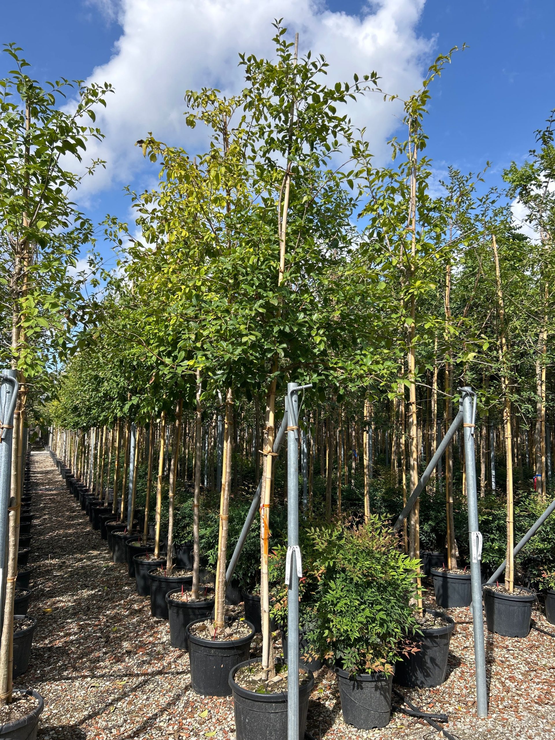 CHRE-I-8051838417203 Chionanthus retusus CHRE-I-8051838417203