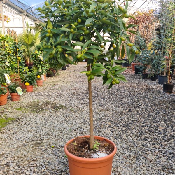 Citrus kumquat 'NAGAMI'