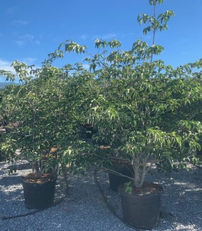 Cornus × VENUS COVE-I-8051838676464