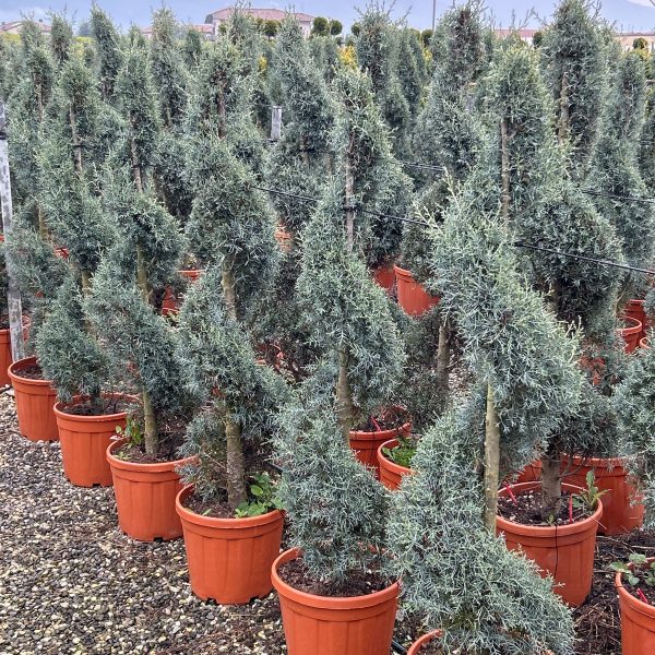 Cupressus arizonica 'FASTIGIATA'